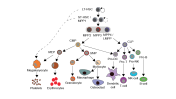 Hematopoietic differentiation tree